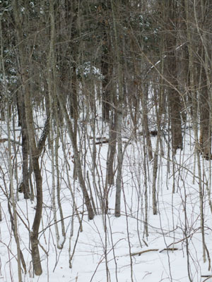 Land to be Cleared